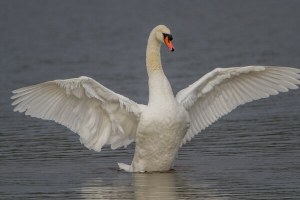 Cygne blanc agitant de grandes ailes