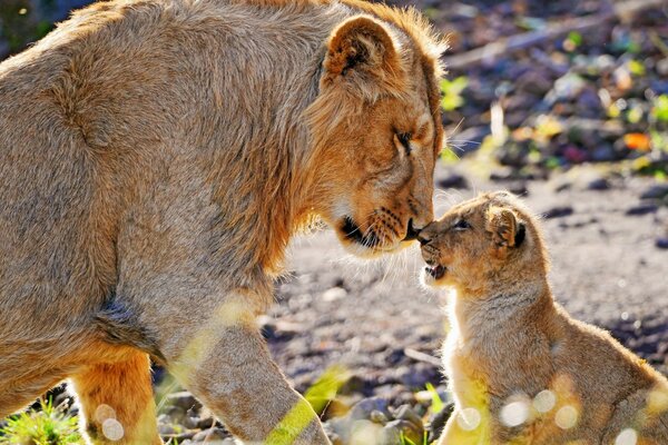 Lionne et son petit lionceau