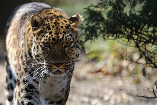 Léopard sauvage dans la savane printanière