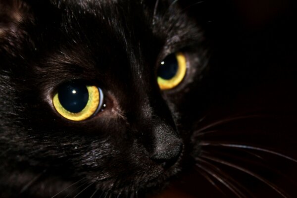 Le regard du chat noir est fascinant