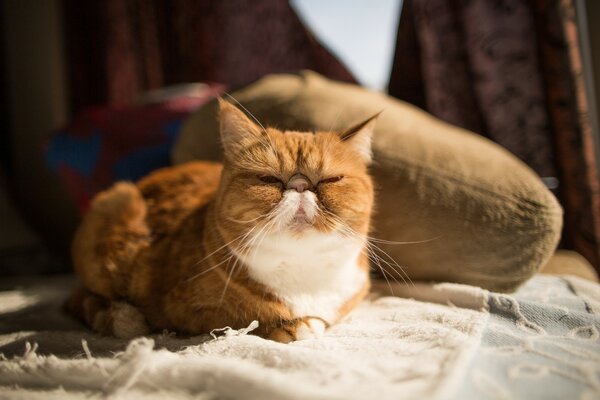 Le chat est couché sur un plaid. Chat exotique