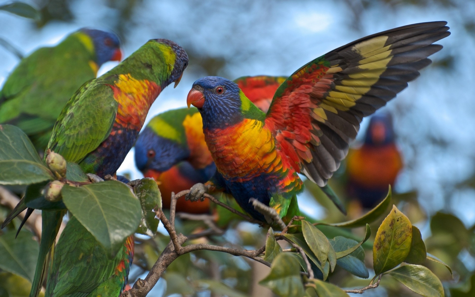 loriquet multicolore branche perroquets