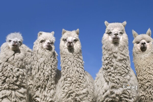 Photographie de groupe de la famille Lam