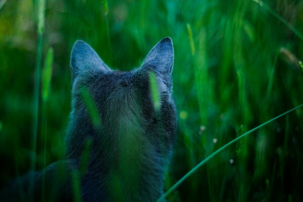 Vue arrière du chat dans l herbe