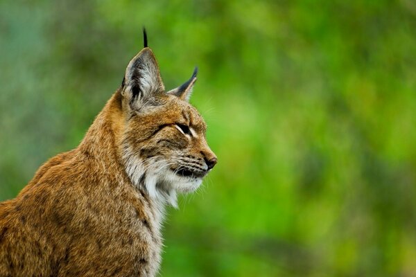 Photo de profil de chat Lynx sauvage