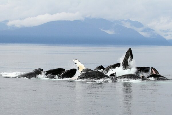 Baleines dans l océan sur fond de montagnes de l Alaska