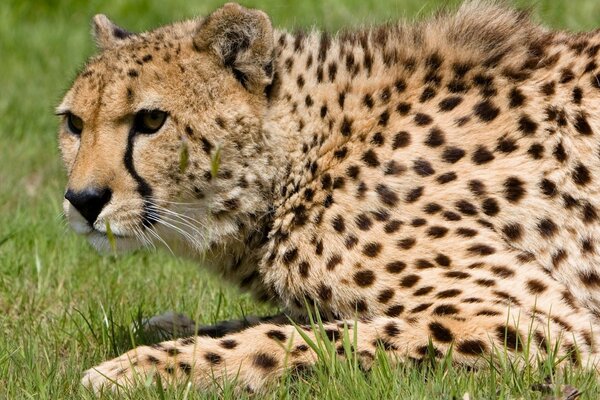 Guépard tacheté se trouve sur l herbe
