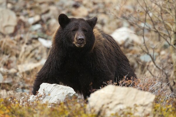 L ours est caché dans les rochers comme une bête prédatrice