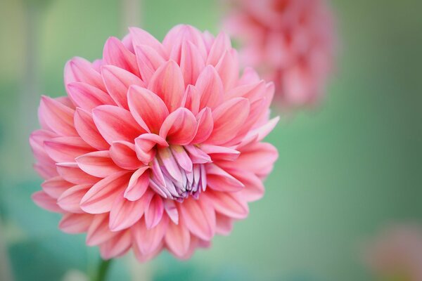 Rose chrysanthème bourgeons très belle fleur
