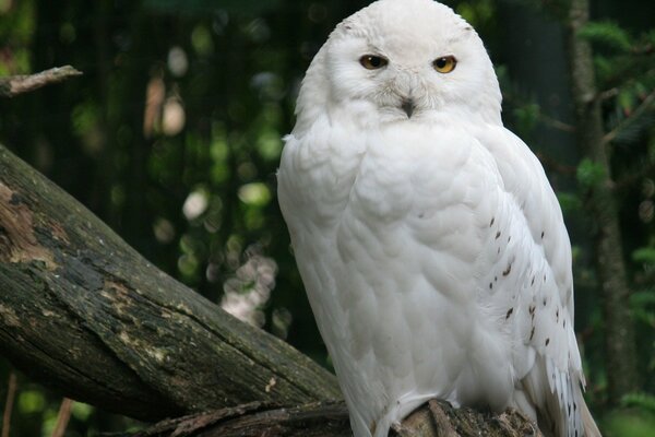 Snow Owl est assis sur une grosse chienne