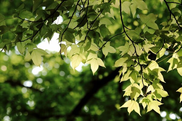 Feuilles vertes suspendues à une branche