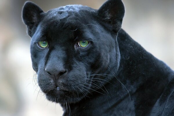 Black Panther regarde de près
