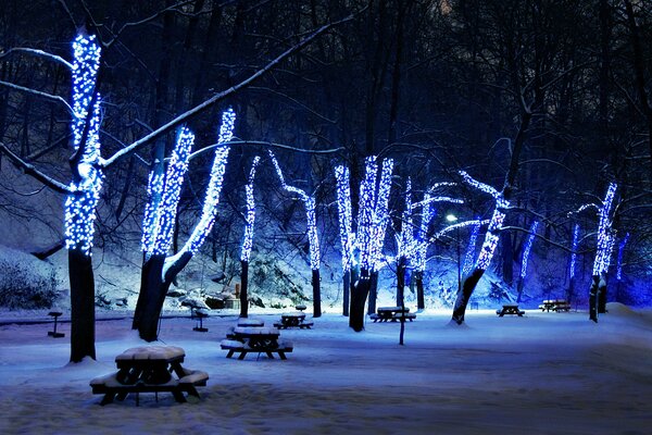Arbres dans le parc en décorations pour la nouvelle année