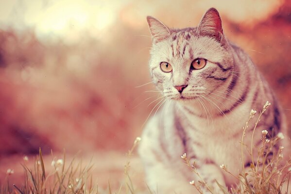 Photo de chat attire le regard