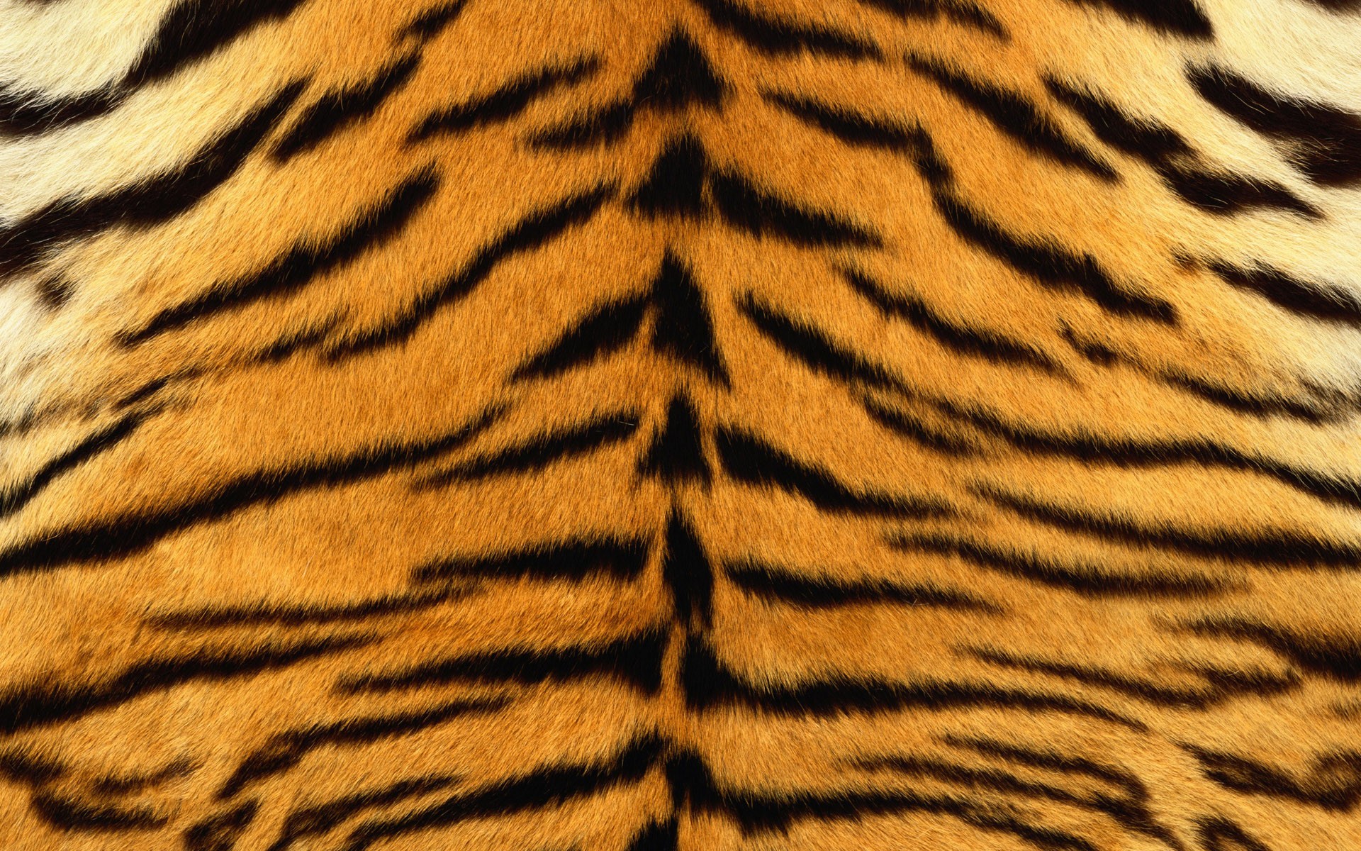 peau tigre rayures fourrure rayé