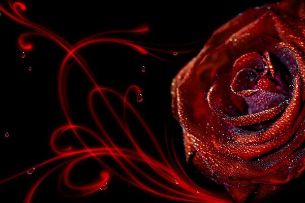 Rose rouge sur fond noir