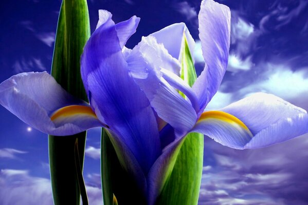 Iris violets sur fond de ciel