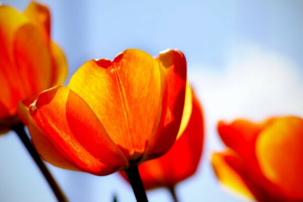 Tulipes tirant leur tête vers le soleil
