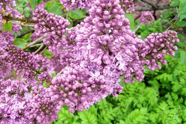 Buisson de lilas le matin de mai