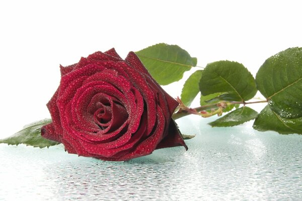 Une rose Bordeaux se trouve dans la rosée
