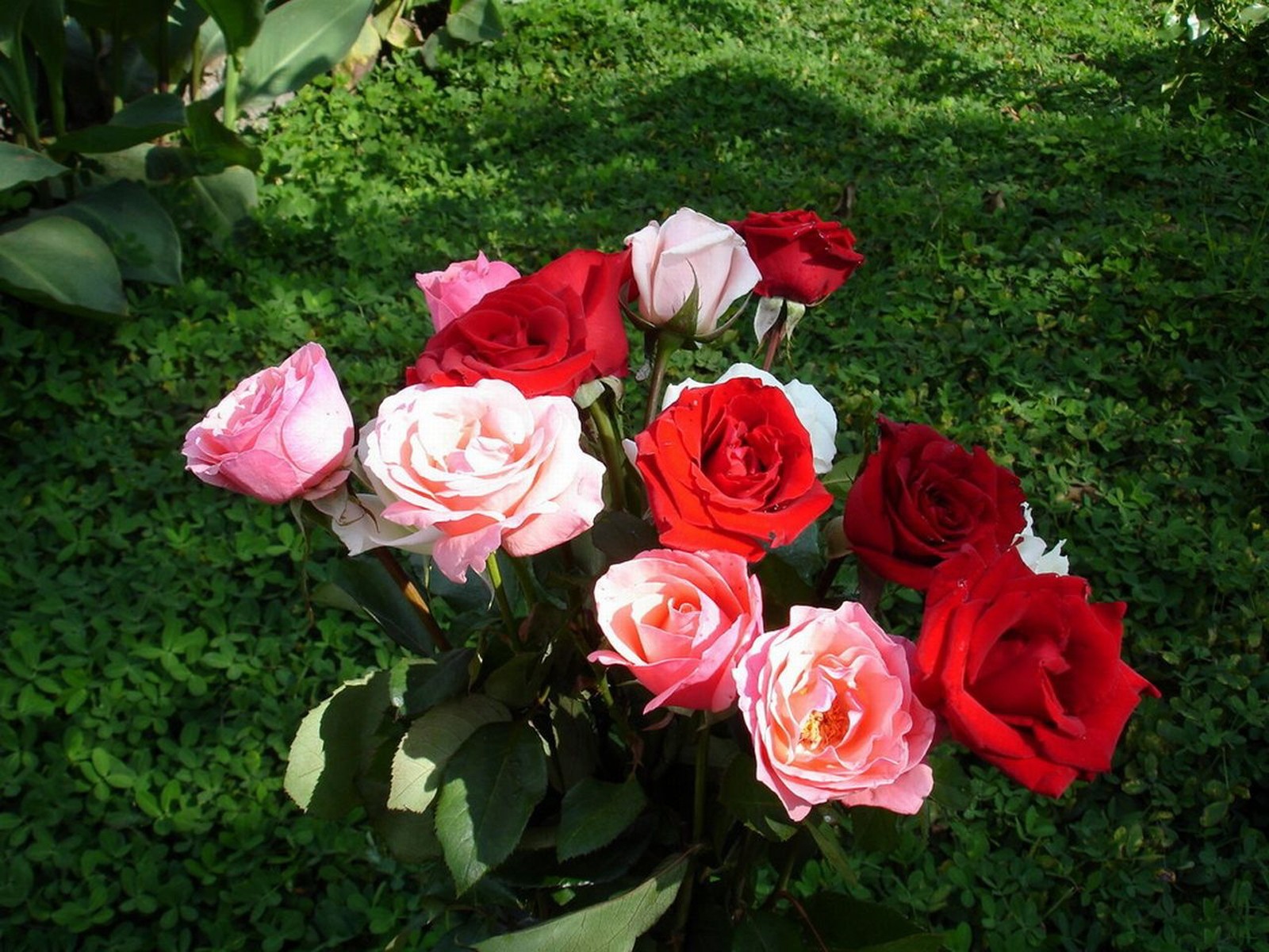 roses buissons fleurs feuilles