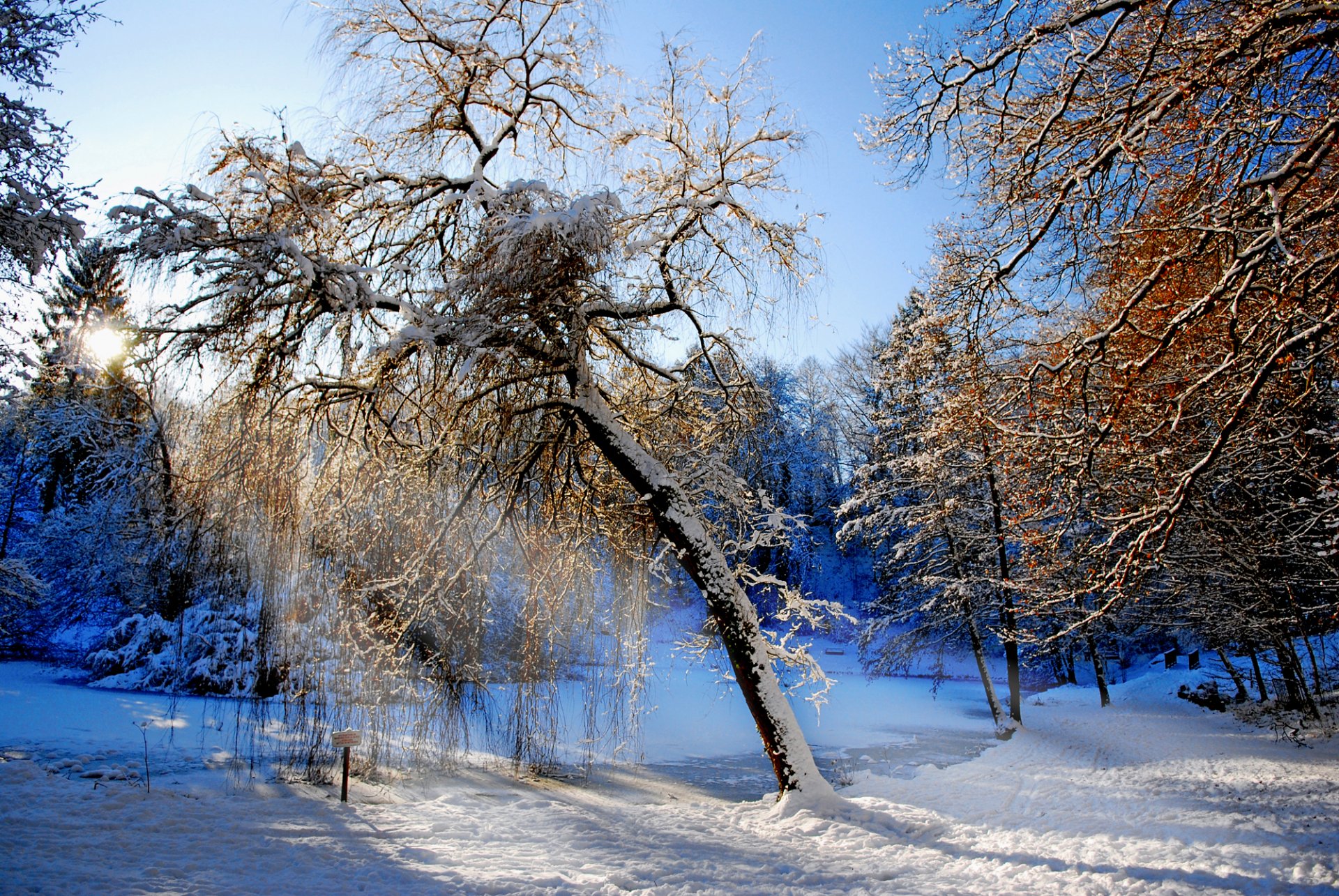 forêt hiver arbres ruisseau neige