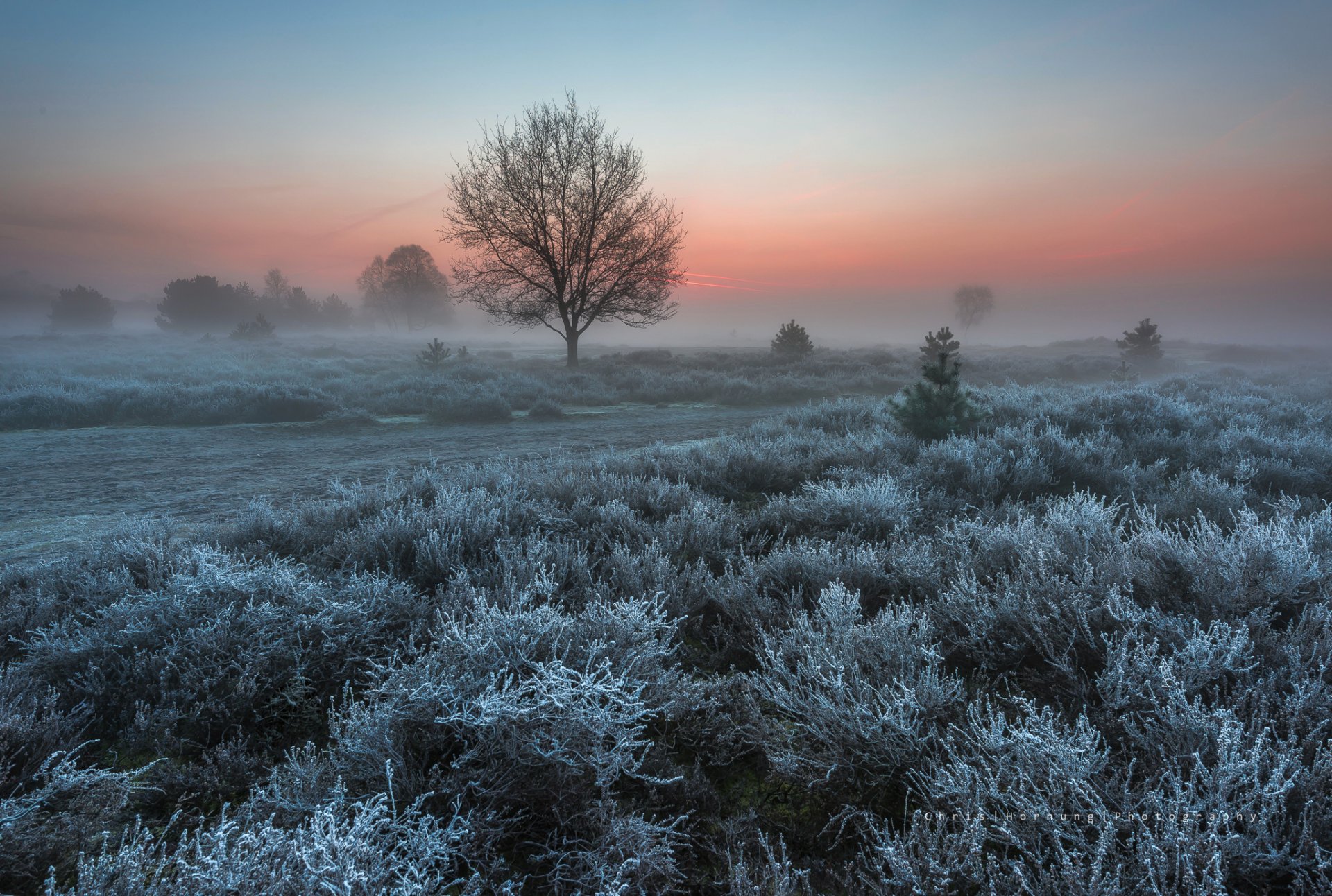 pays-bas nature printemps mars matin buissons arbres givre givre