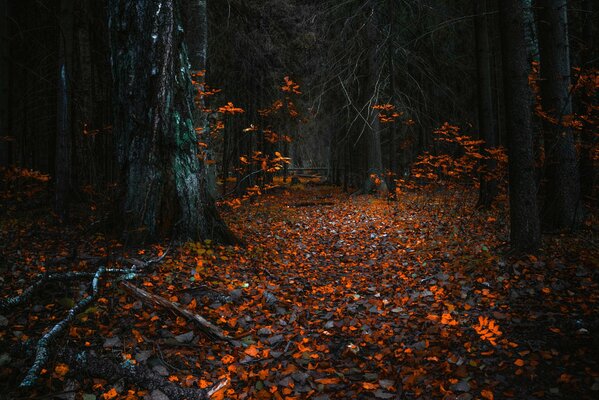Forêt sombre d automne de nuit