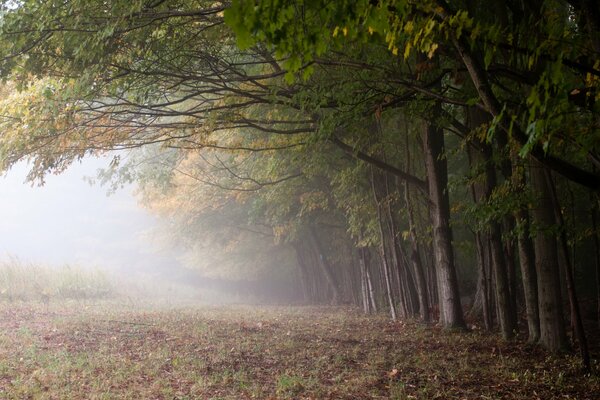 Brouillard dans le matin d automne