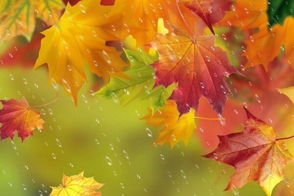 Gouttes de pluie sur les feuilles d érable