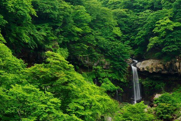 Cascade et rochers dans les broussailles de la forêt d été