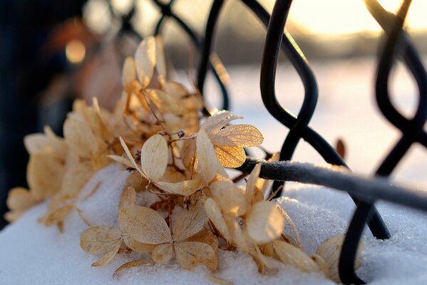 Feuilles sèches dans la neige sous la lumière du soleil