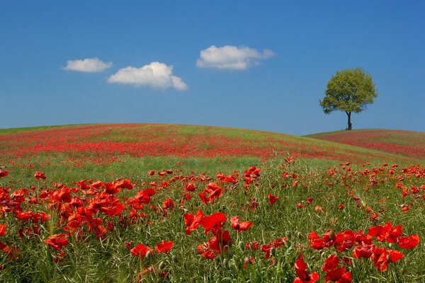 Coquelicots rouges et ciel bleu
