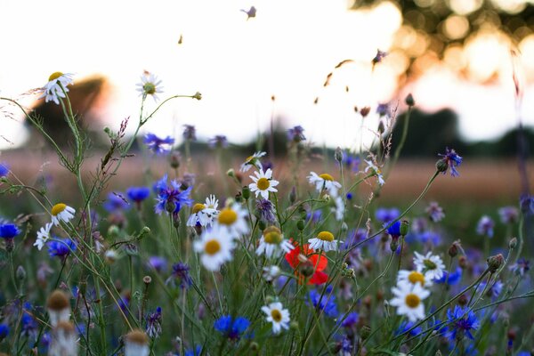 En été, la nature orne le champ de belles variétés de fleurs telles que des marguerites, des herbes vertes, des prairies et un ciel dégagé avec des nuages comme de la laine de coton