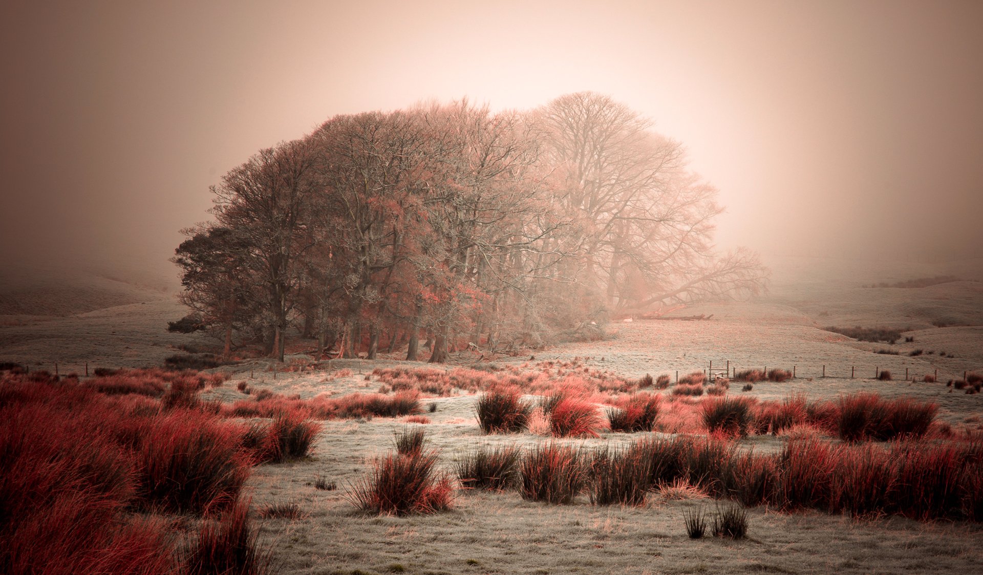 ciel brouillard arbres givre herbe buissons