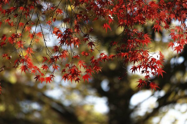 Maple Crimson ravit la luminosité