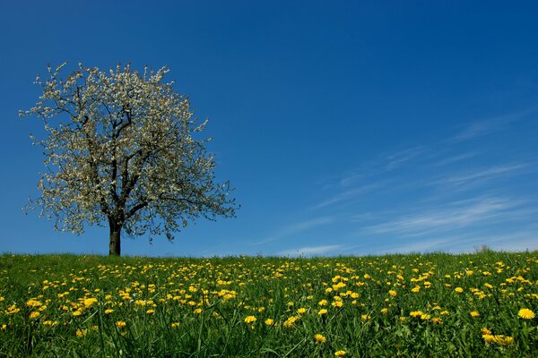 Champ de pissenlits jaunes avec arbre de printemps en fleurs