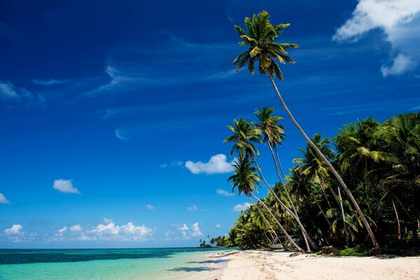 Photo de palmiers, mer, plage et ciel bleu