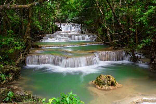 Cascade cascade dans la jungle sauvage