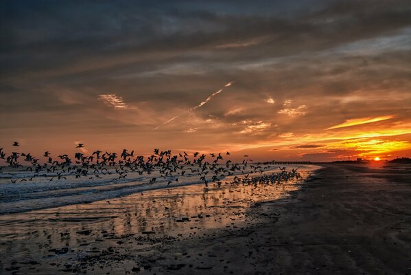 Coucher de soleil en Californie avec des mouettes et une plage