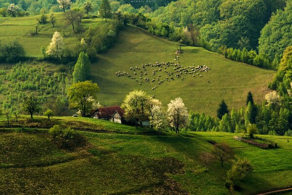 Pâturage tôt le matin près de la forêt