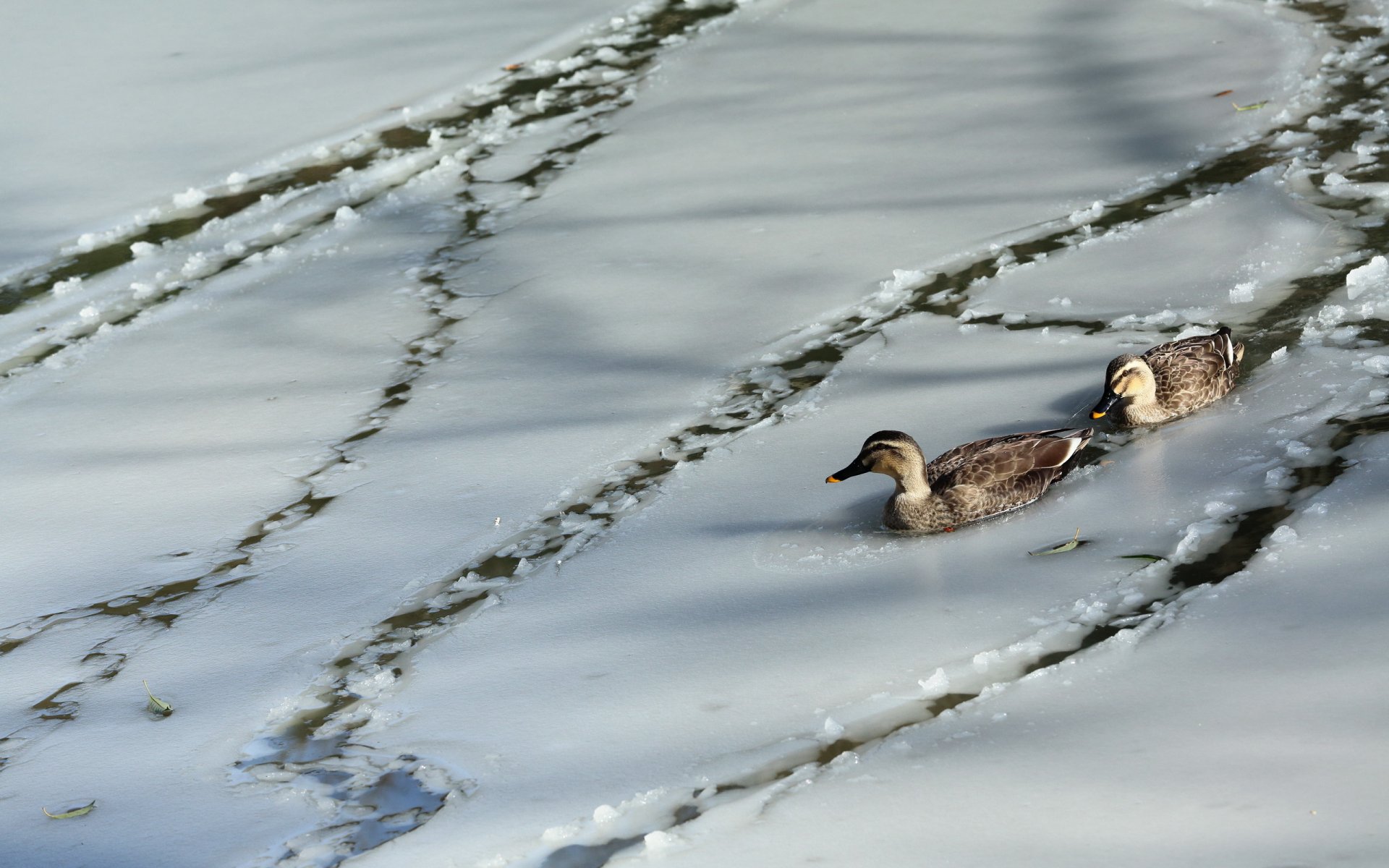 canards nature
