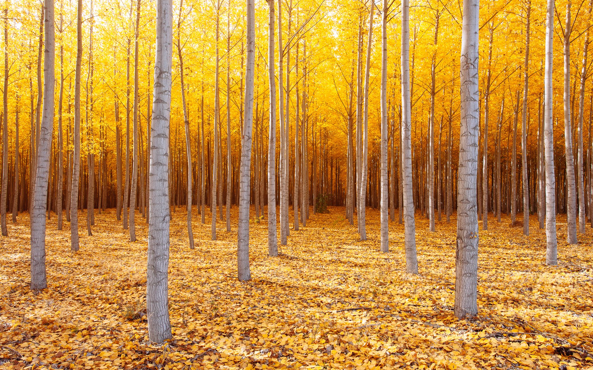 nature états-unis oregon oriental arbres automne octobre
