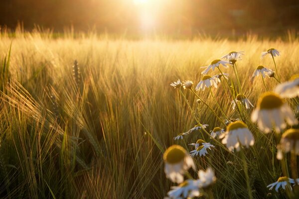 Champ de seigle avec des marguerites au coucher du soleil