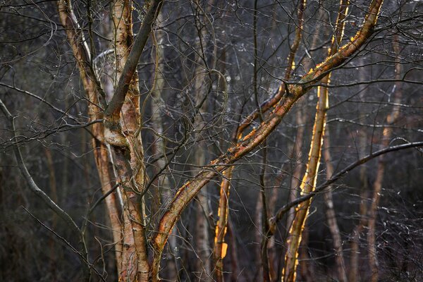 Photo de branches d arbre éclairées par le soleil