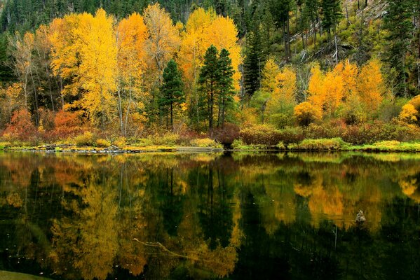 Reflet dans l eau de la forêt d Automne