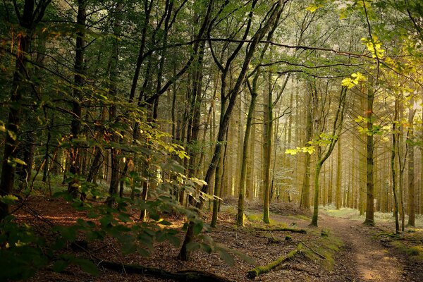 Sentier forestier au soleil