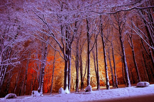 Givre sur les branches dans le parc le soir avec rétro-éclairage