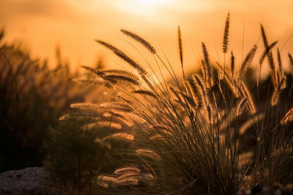 Épillets de plantes photographiées à l aube