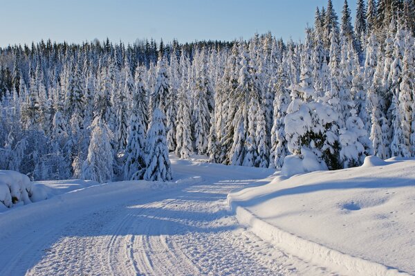 Arbres d hiver dans la neige et la route